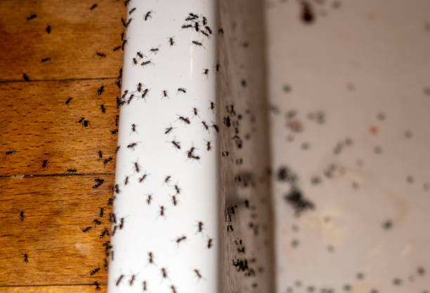 Professional Pest Control in Oakland, MD